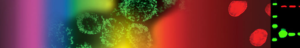 Click for details on our ImmunoCruz antibody conjugates.
